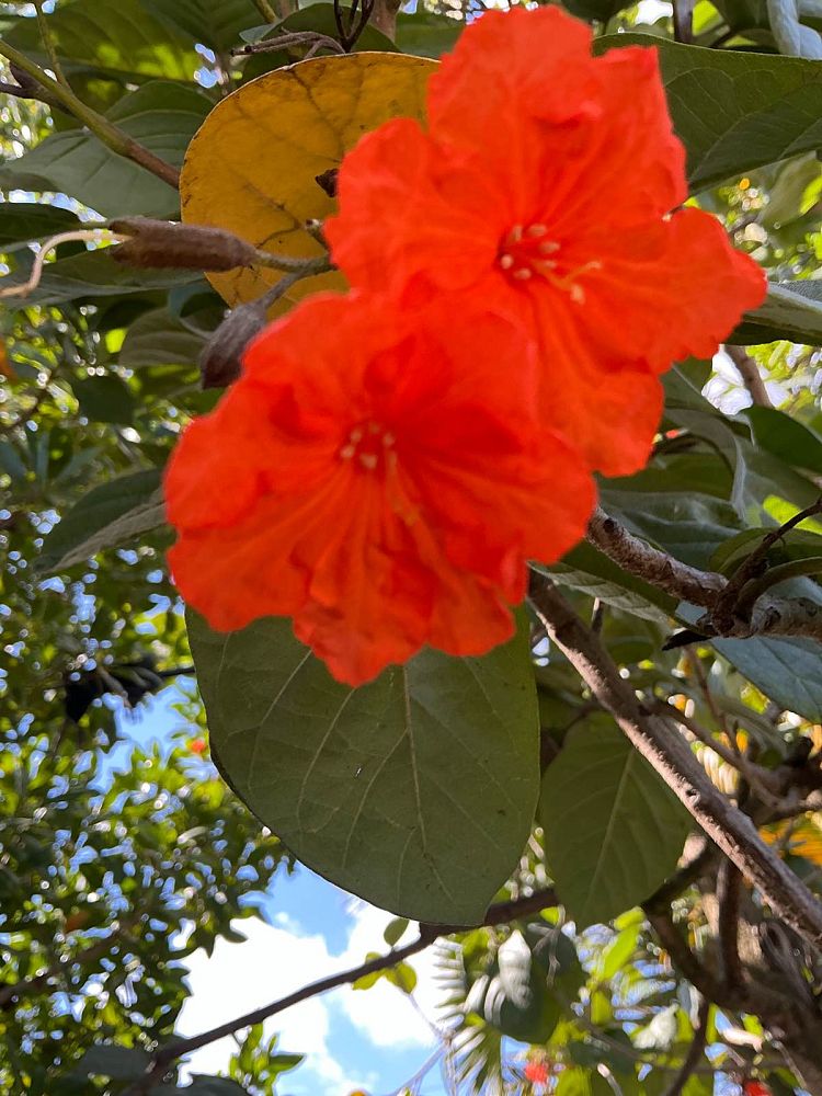 cordia-sebestena-orange-geiger-tree