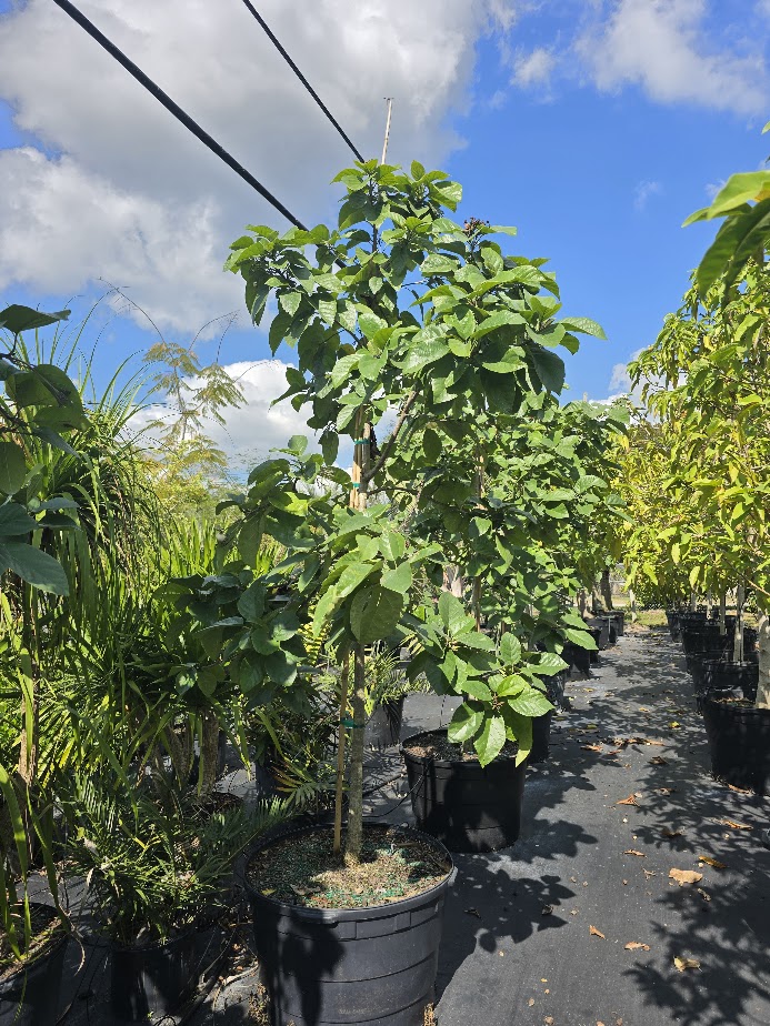 cordia-sebestena-orange-geiger-tree