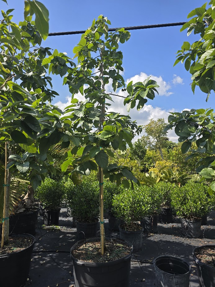 cordia-sebestena-orange-geiger-tree