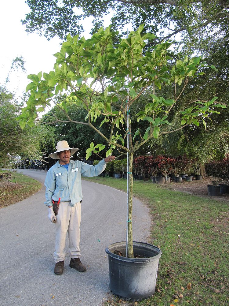 cordia-superba-cordia-superba-elliptica-white-geiger