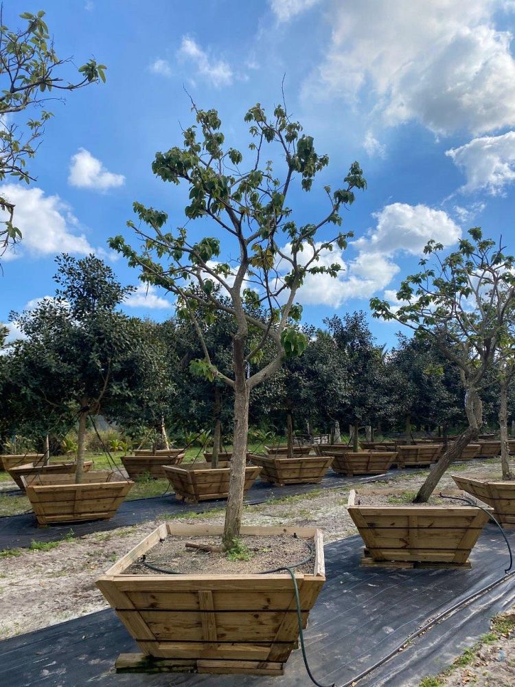 cordia-superba-cordia-superba-elliptica-white-geiger