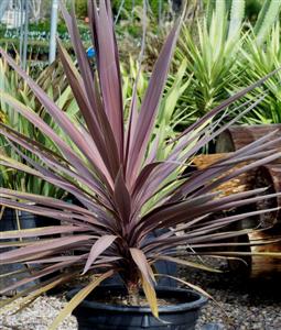 cordyline-australis-cardinal-cabbage-tree