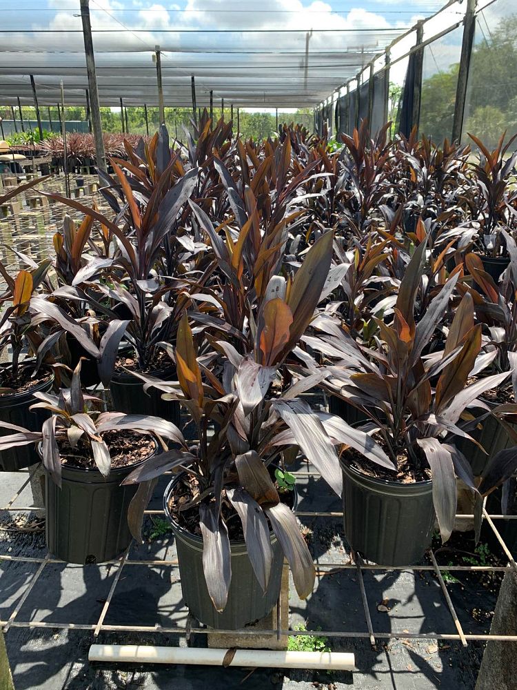 cordyline-australis-dark-sunshine