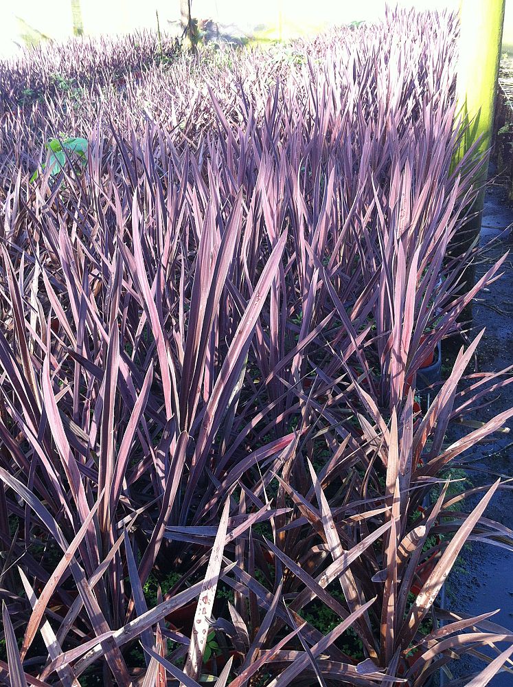 cordyline-australis-red-sensation-cabbage-tree