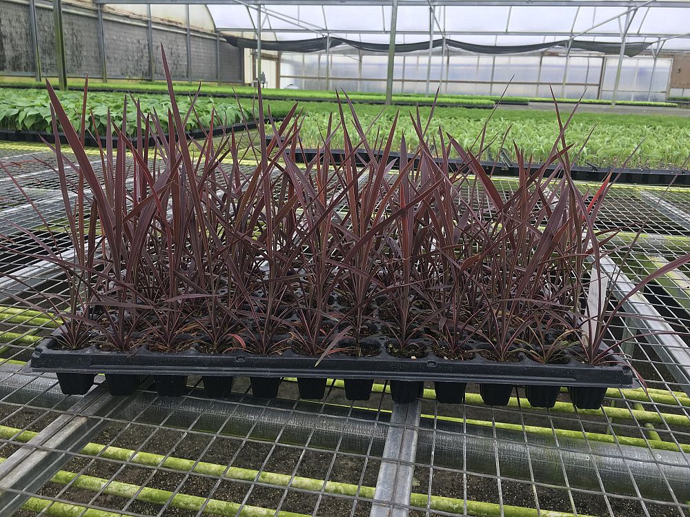 cordyline-australis-red-sensation-cabbage-tree