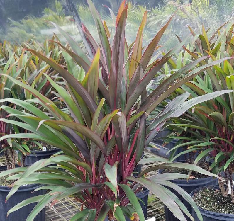 cordyline-australis-red-sensation-cabbage-tree