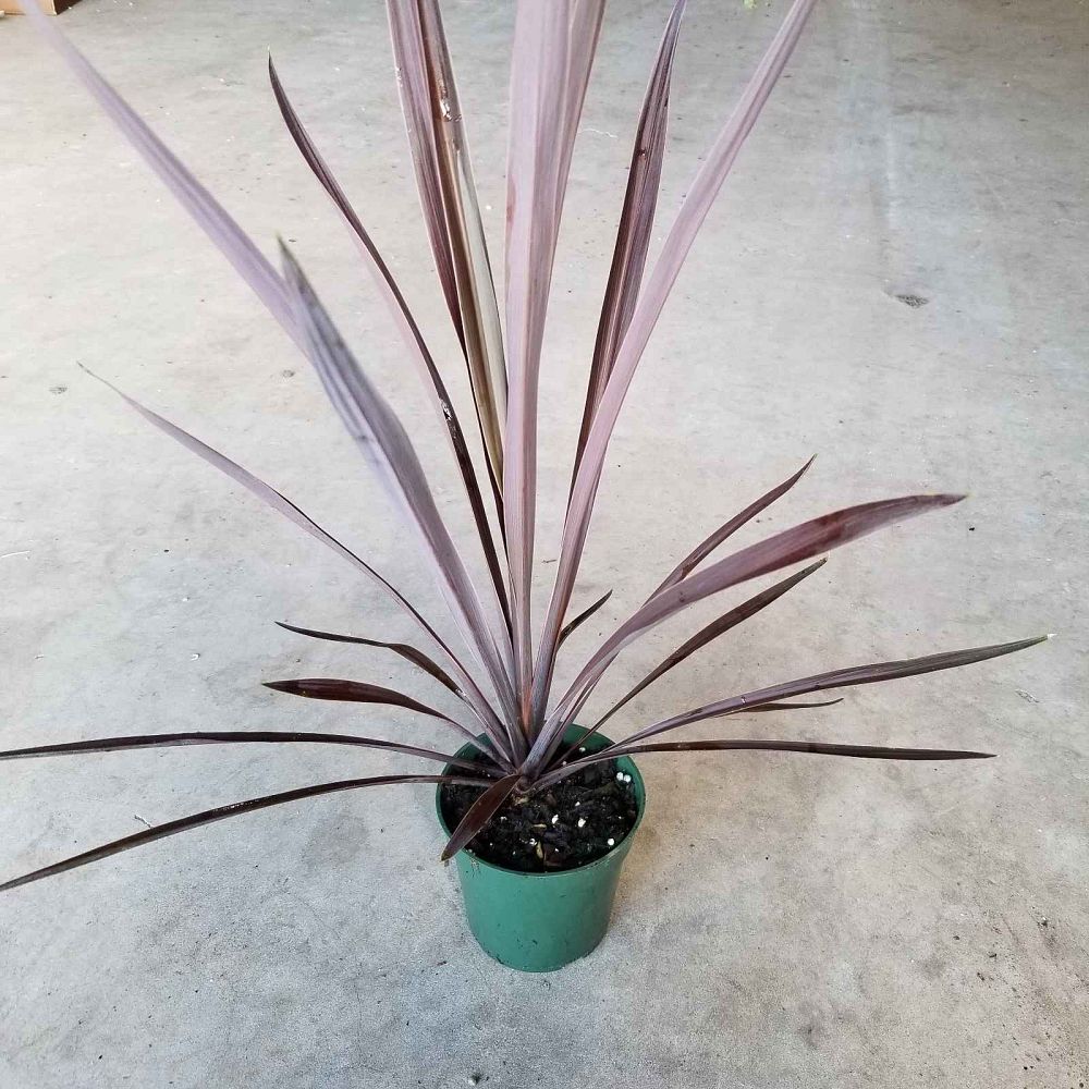 cordyline-australis-red-sensation-cabbage-tree