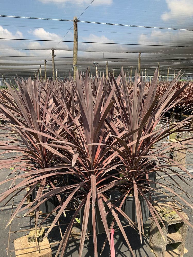 cordyline-australis-red-sensation-cabbage-tree
