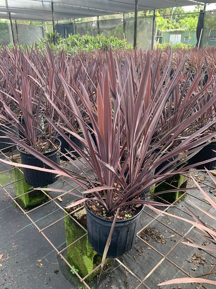 cordyline-australis-red-sensation-cabbage-tree