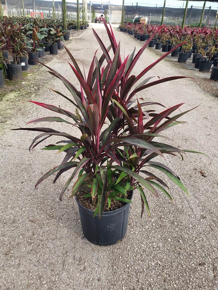 cordyline-australis-red-sensation-cabbage-tree