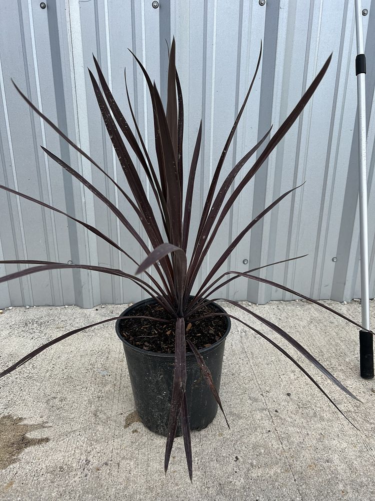 cordyline-australis-red-sensation-cabbage-tree