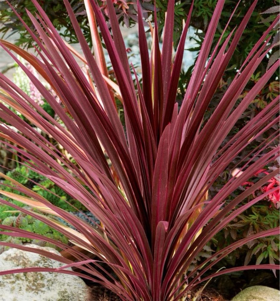 cordyline-australis-red-sensation-cabbage-tree
