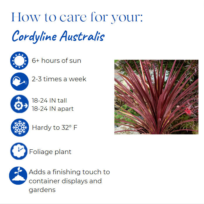 cordyline-australis-red-sensation-cabbage-tree
