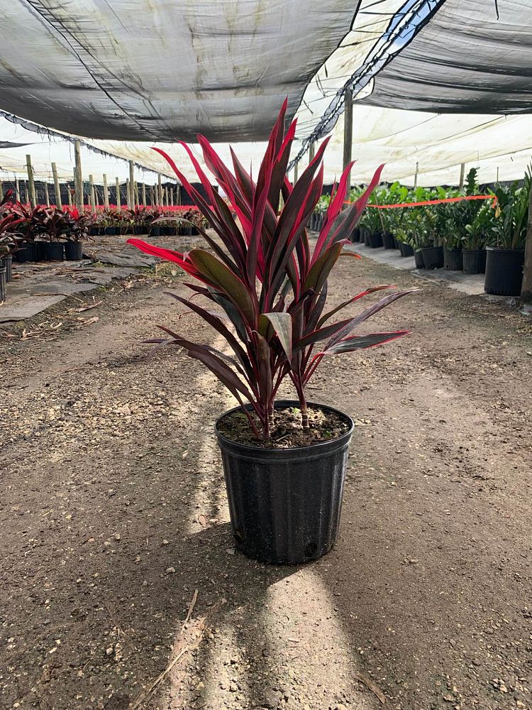 cordyline-australis-red-sensation-cabbage-tree