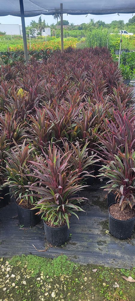 cordyline-australis-red-sensation-cabbage-tree