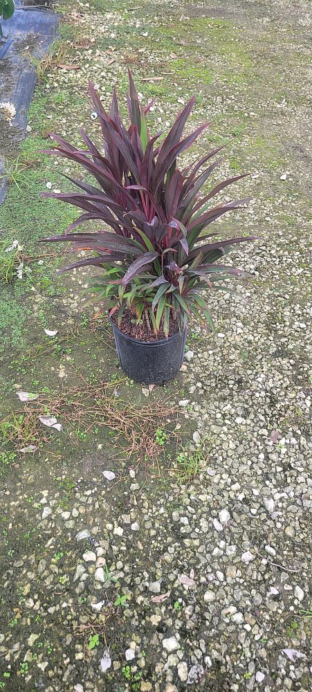 cordyline-australis-red-sensation-cabbage-tree