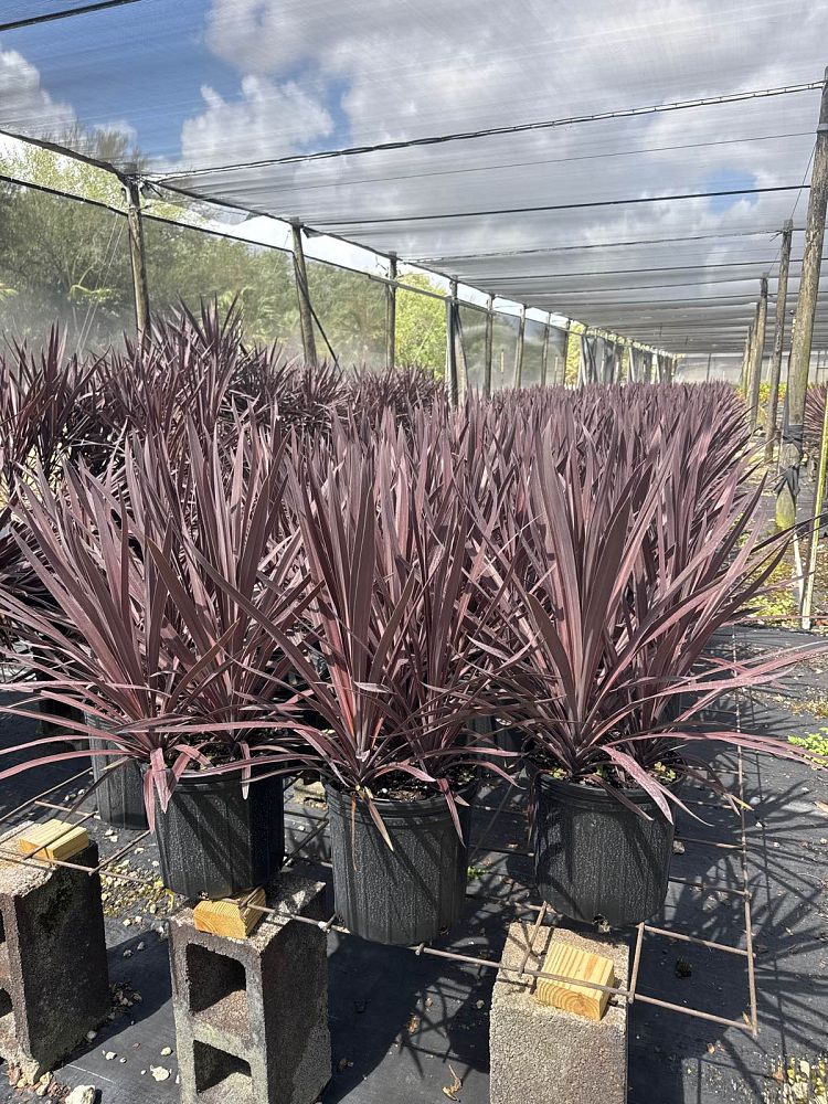 cordyline-australis-red-sensation-cabbage-tree