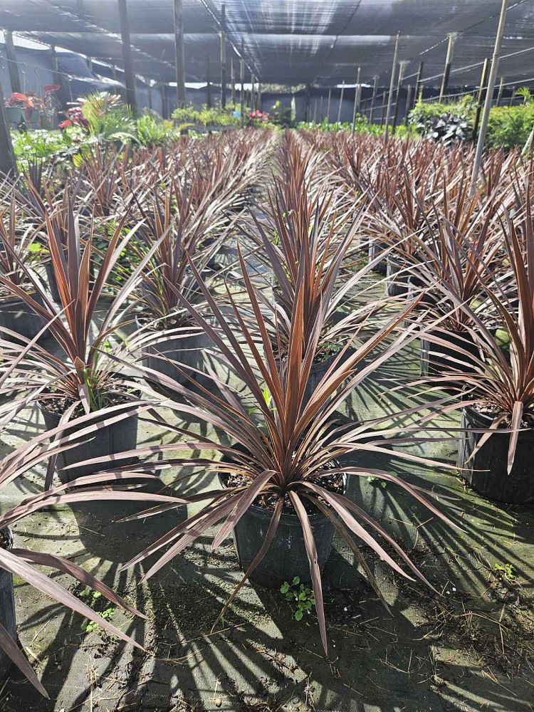 cordyline-australis-red-sensation-cabbage-tree