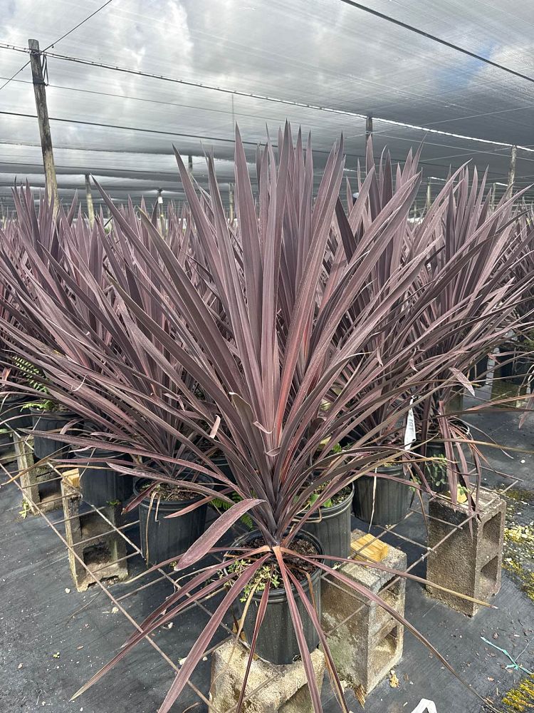 cordyline-australis-red-sensation-cabbage-tree
