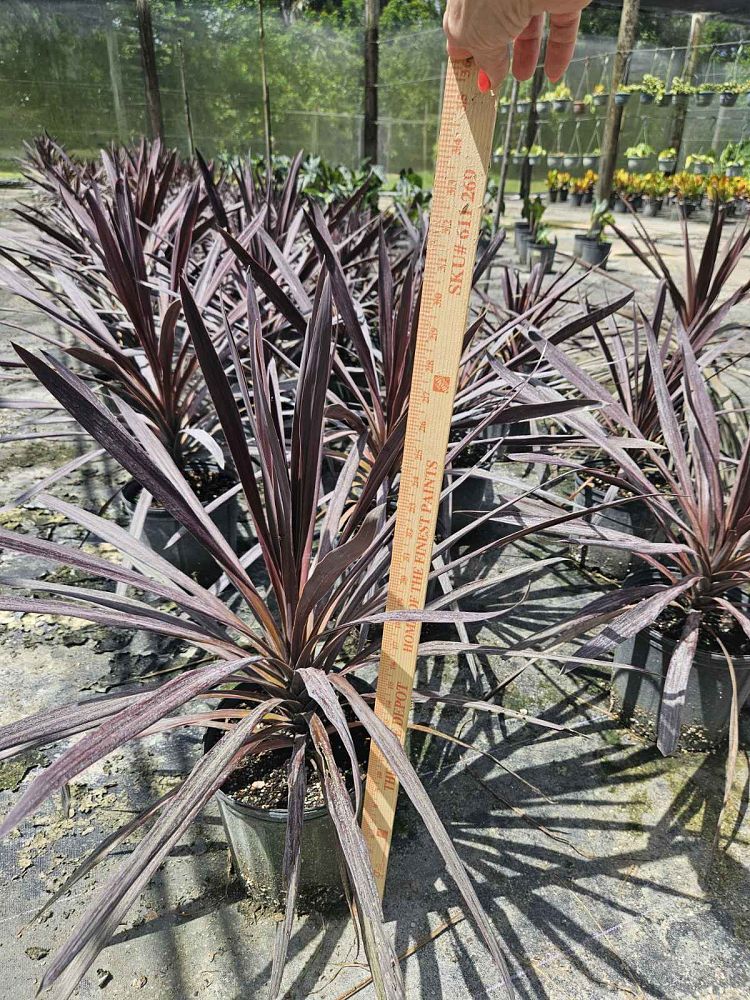 cordyline-australis-red-sensation-cabbage-tree