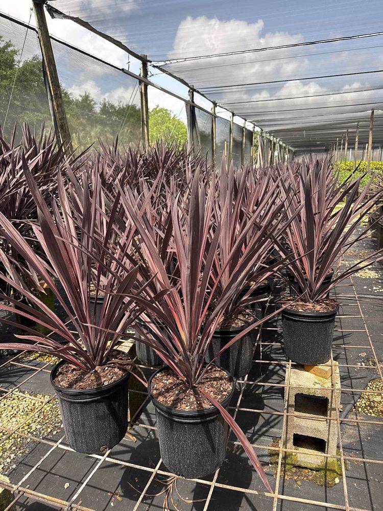 cordyline-australis-red-sensation-cabbage-tree