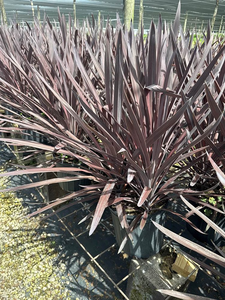 cordyline-australis-red-sensation-cabbage-tree