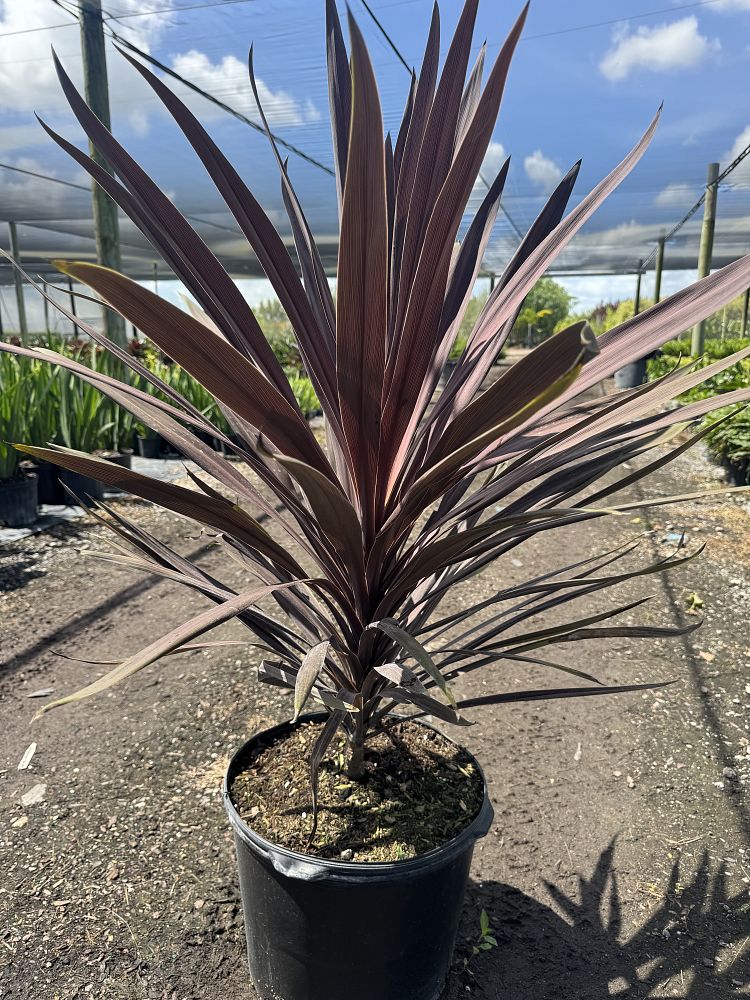 cordyline-australis-red-sensation-cabbage-tree