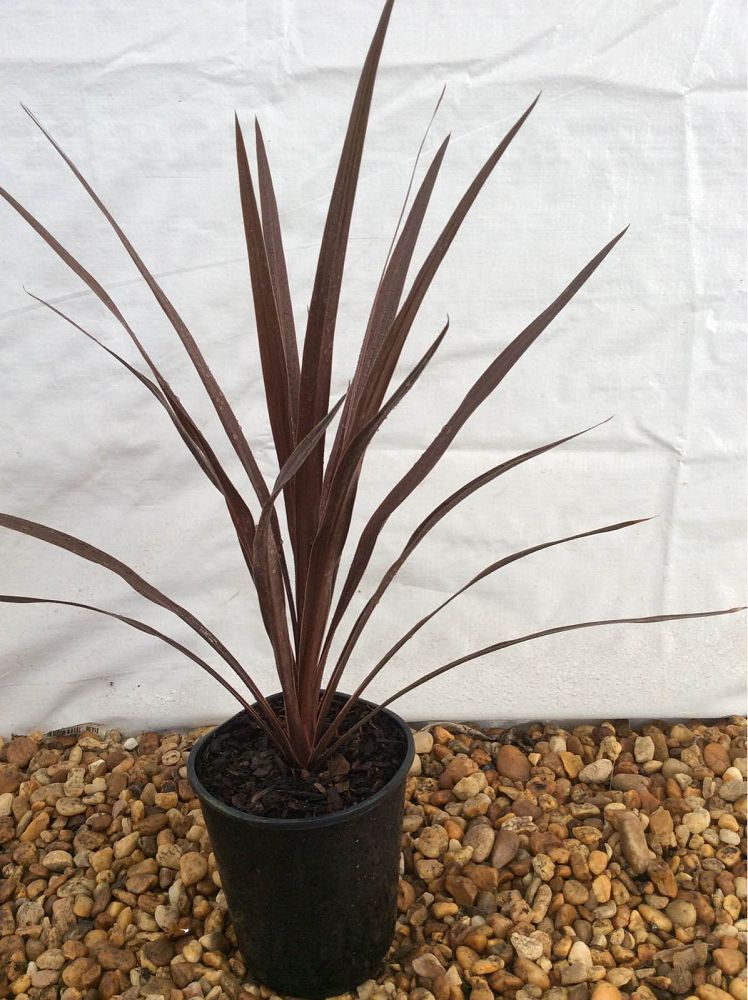 cordyline-australis-red-star-cabbage-tree