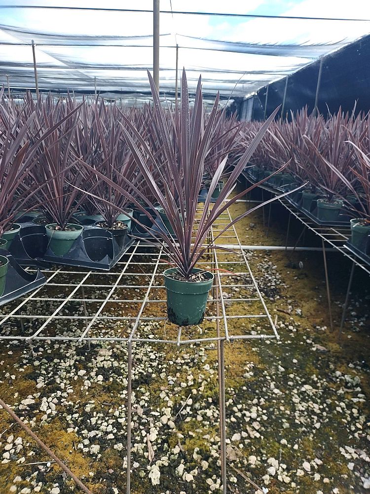 cordyline-australis-red-star-cabbage-tree