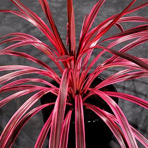 cordyline-australis-red-star-cabbage-tree