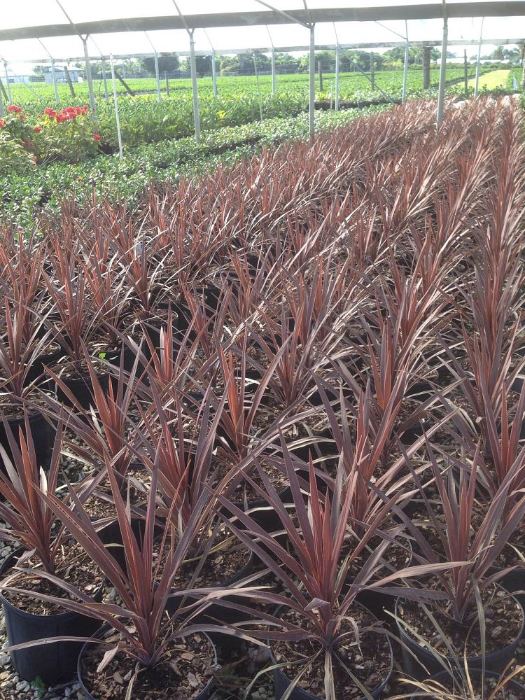 cordyline-australis-red-star-cabbage-tree
