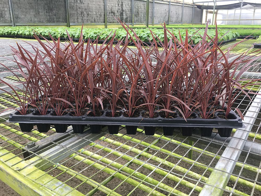 cordyline-australis-red-star-cabbage-tree