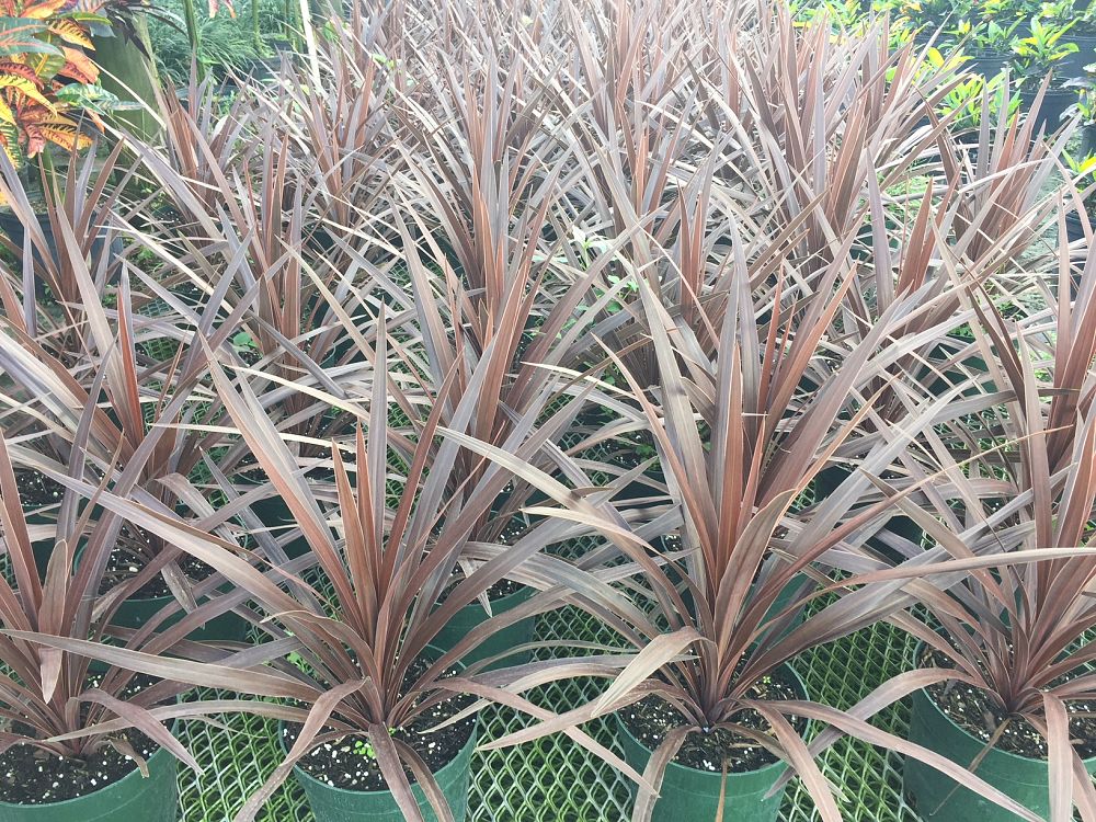 cordyline-australis-red-star-cabbage-tree