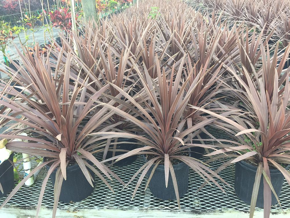 cordyline-australis-red-star-cabbage-tree