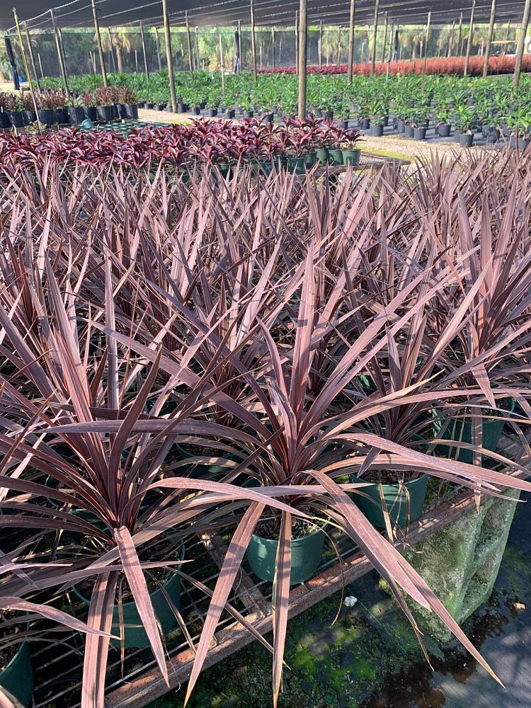 cordyline-australis-red-star-cabbage-tree