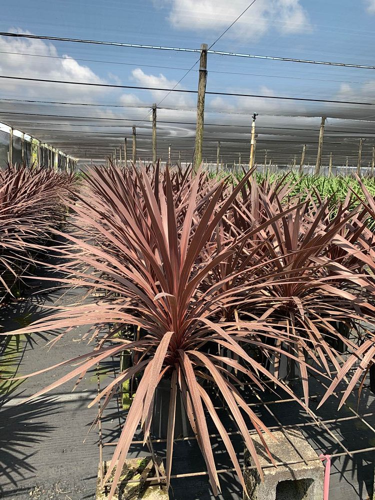 cordyline-australis-red-star-cabbage-tree