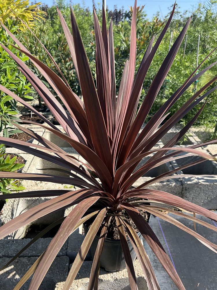 cordyline-australis-red-star-cabbage-tree