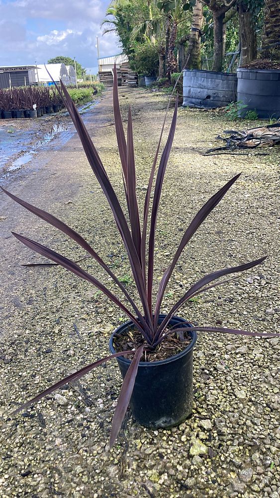 cordyline-australis-red-star-cabbage-tree