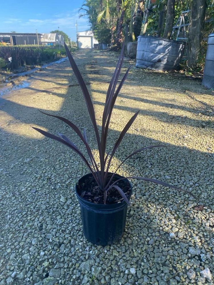 cordyline-australis-red-star-cabbage-tree