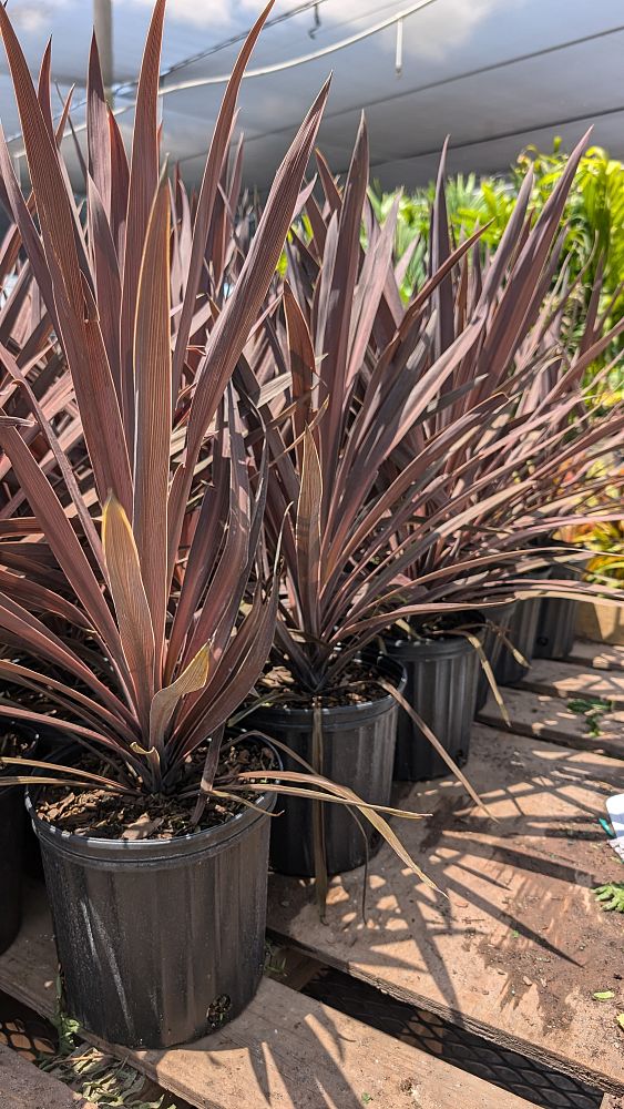 cordyline-australis-red-star-cabbage-tree