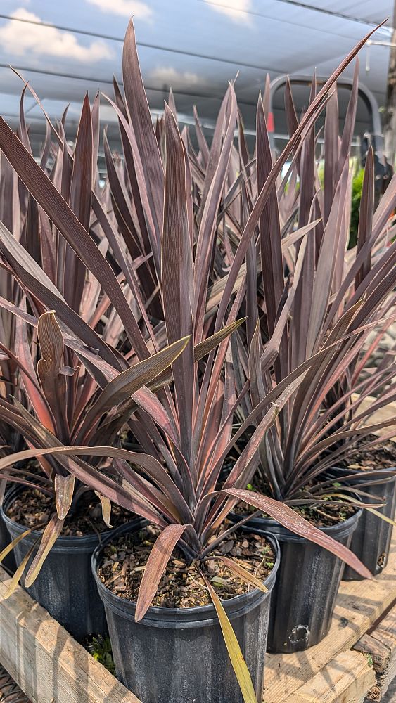 cordyline-australis-red-star-cabbage-tree