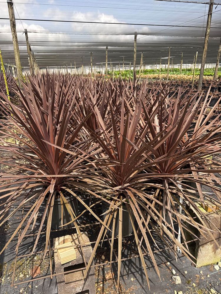 cordyline-australis-red-star-cabbage-tree