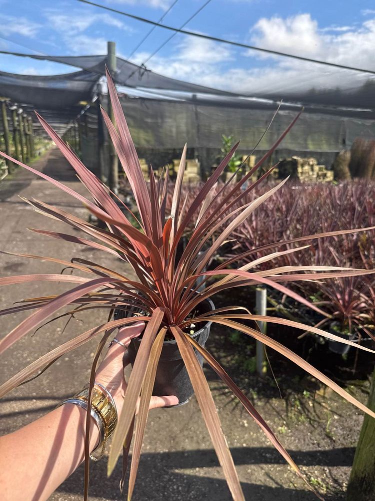 cordyline-australis-red-star-cabbage-tree
