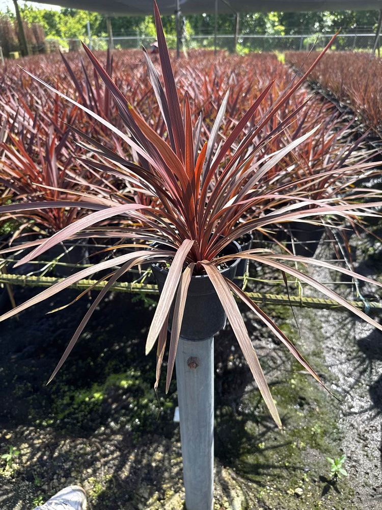 cordyline-australis-red-star-cabbage-tree