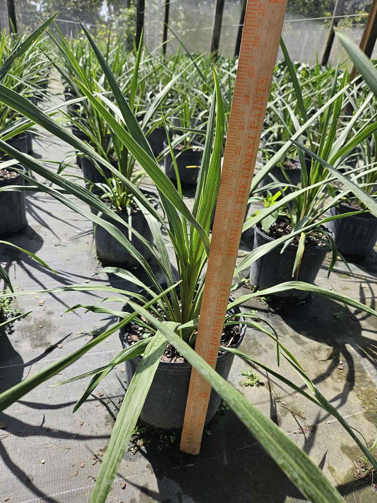 cordyline-australis-sundance-cabbage-tree