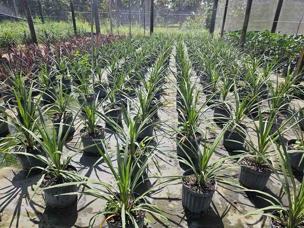 cordyline-australis-sundance-cabbage-tree
