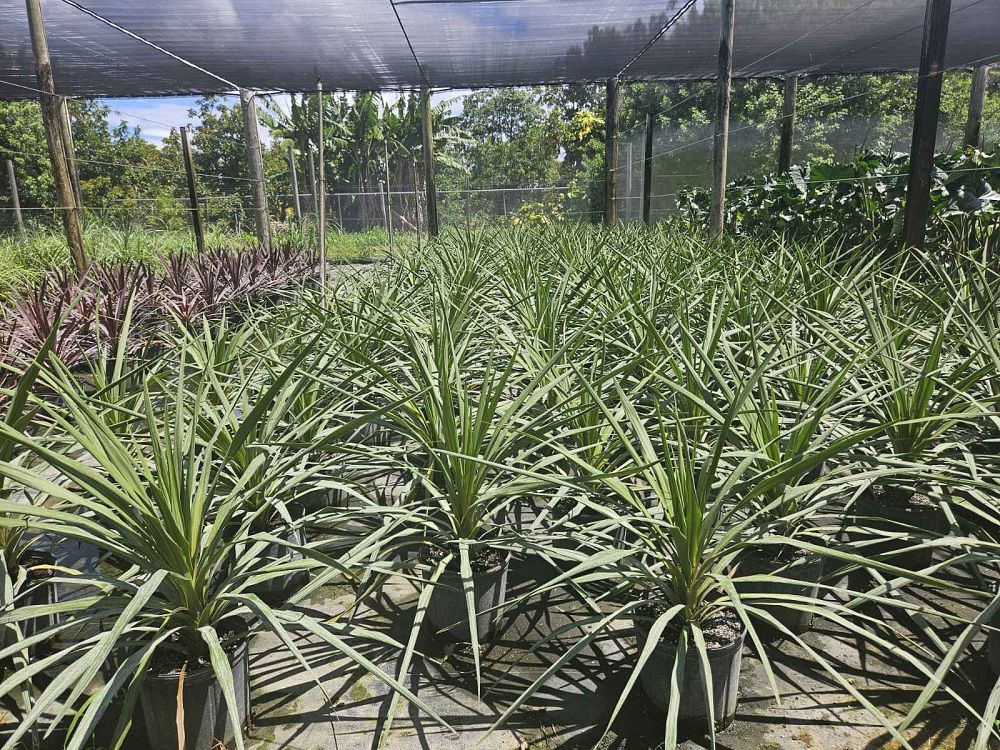 cordyline-australis-sundance-cabbage-tree