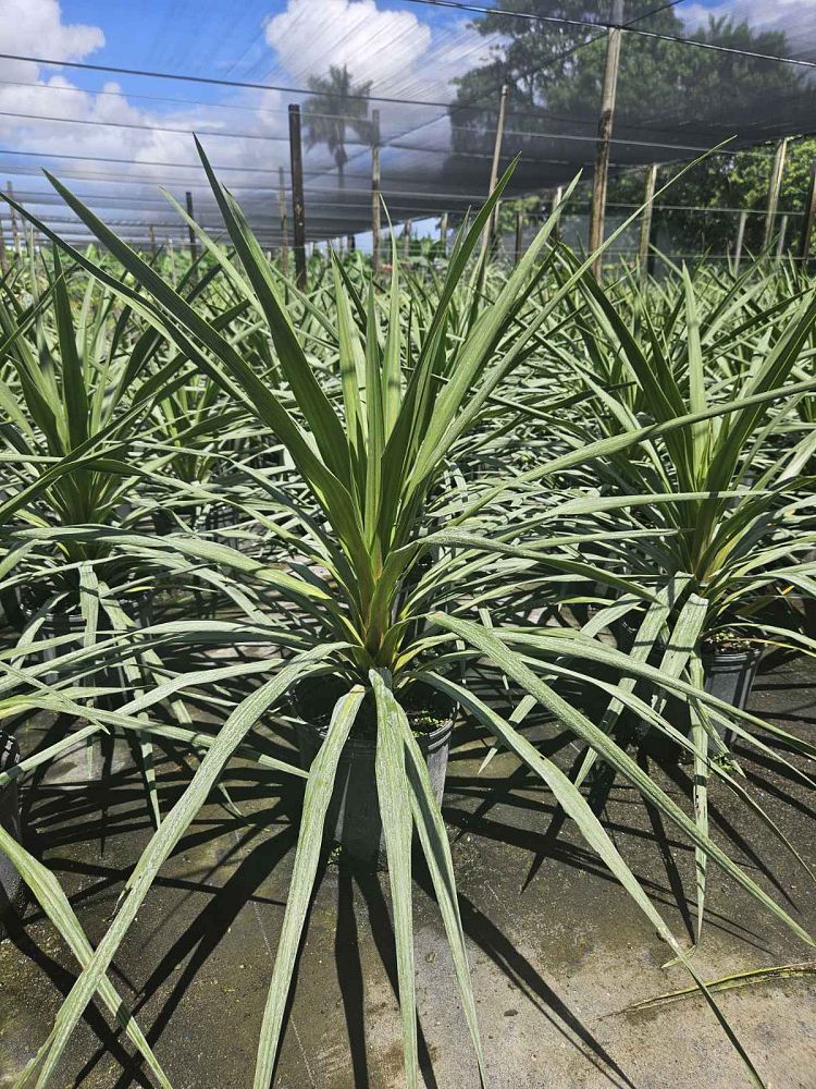 cordyline-australis-sundance-cabbage-tree
