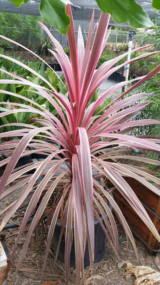 cordyline-banksii-electric-pink-ti-ngahere-forest-cabbage-tree