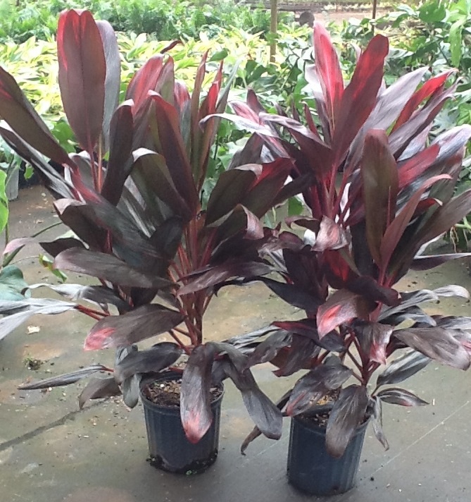 cordyline-florida-ti-plant-cordyline-terminalis-dracaena-terminalis